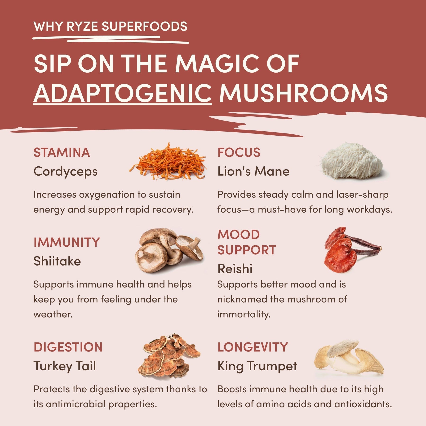 Mushroom Chicory Edition-QR4S